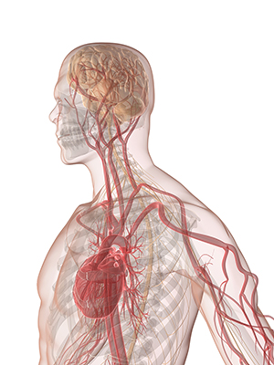 Illustration of a see-through human body from the waist up, revealing the heart, veins, and brain as a connected system.