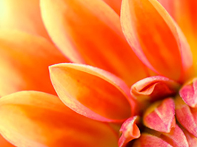 Close up of a vibrant orange flower