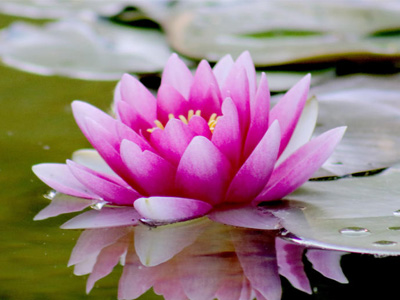 A pink water lily in a still pond