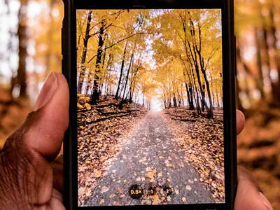 Looking through a cell phone screen at a path littered with golden leaves during autumn