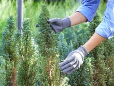 Close up of a gardener working with small trees and shrubs