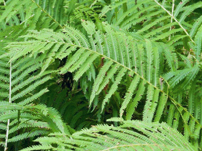 Close up of green ferns