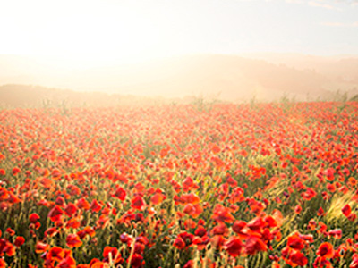 A field of red poppy flowers