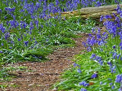 A mulched path through a garden with blue-purple flowers