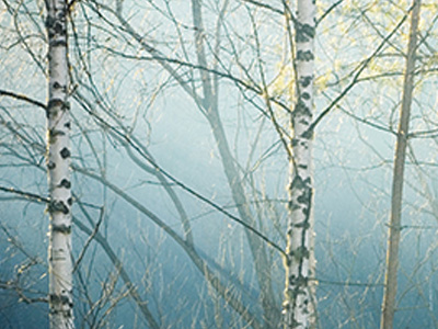 A forest of birch trees