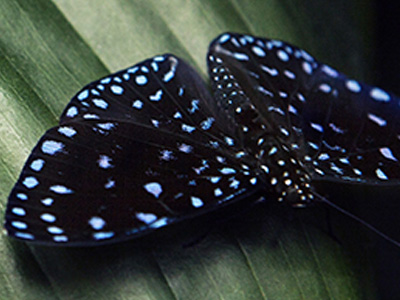 A black butterfly with blue dots on its wings and its body perched on a dark green leaf