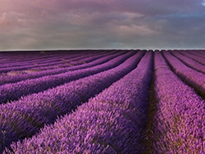 Rows of lavender flowers in a large field