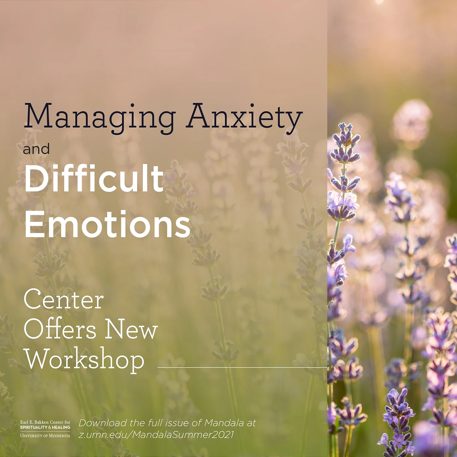 The text "managing anxiety and difficult emotions" over the image of a wildflower in a field 
