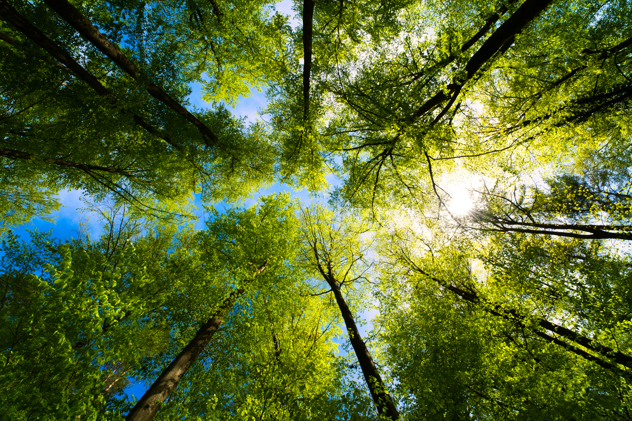 view of forest canopy from below.