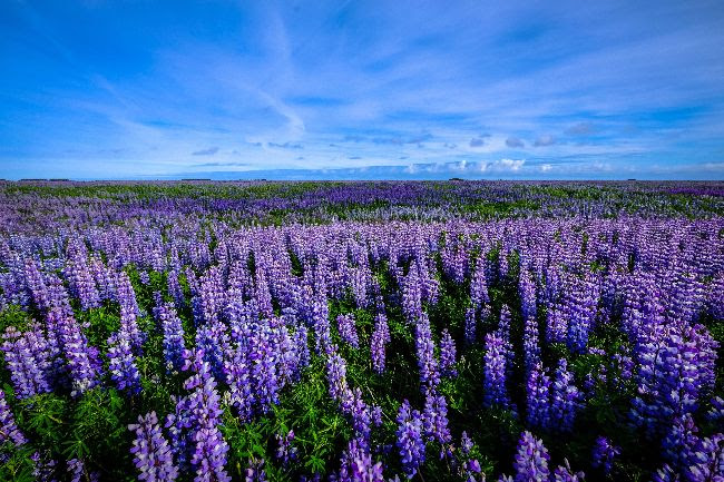 A field of purple flowers in front of a bright blue sky