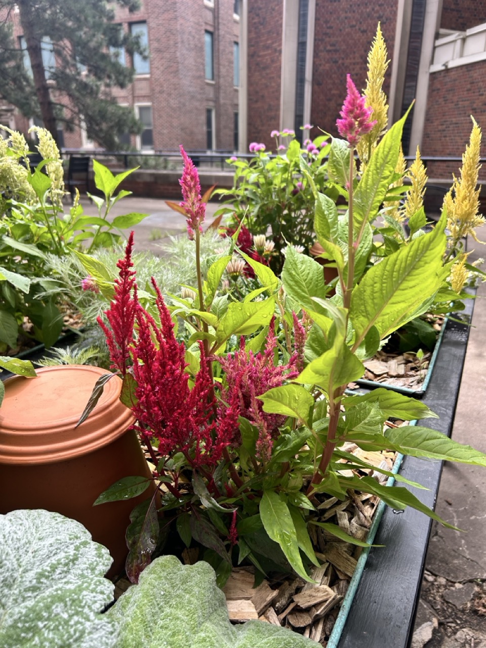 Colorful flowers and sensory plants in the Meditation Garden