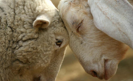 close-up of a sheep and goat pressing their foreheads together, eyes closed peacefully. 