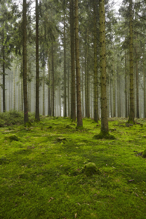 A forest with trees stubs and a moss-covered forest floor taken at diffused light.
