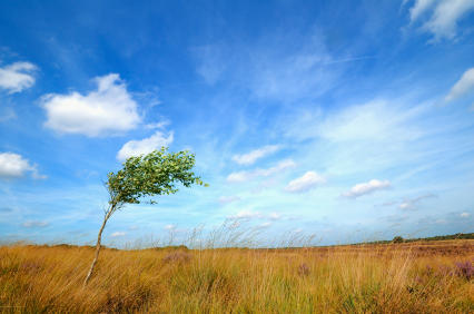 Lone tree in a field bending in the wind in front of a blue sky with white wispy clouds