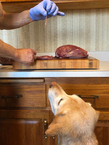 dog watching someone cook meat and asking for food