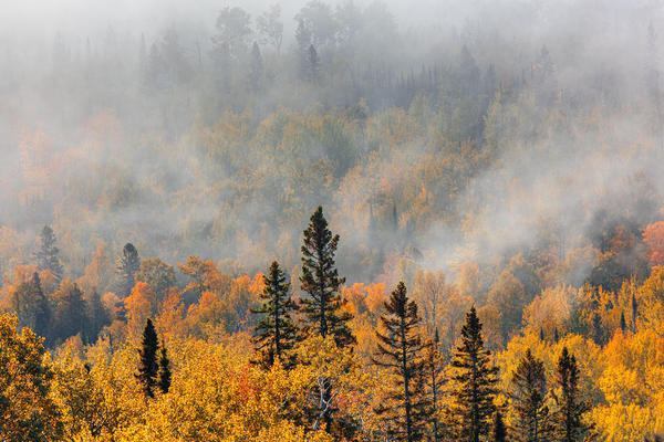 A forest with fall trees in a fog